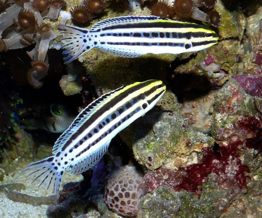 Blenio de Colmillos