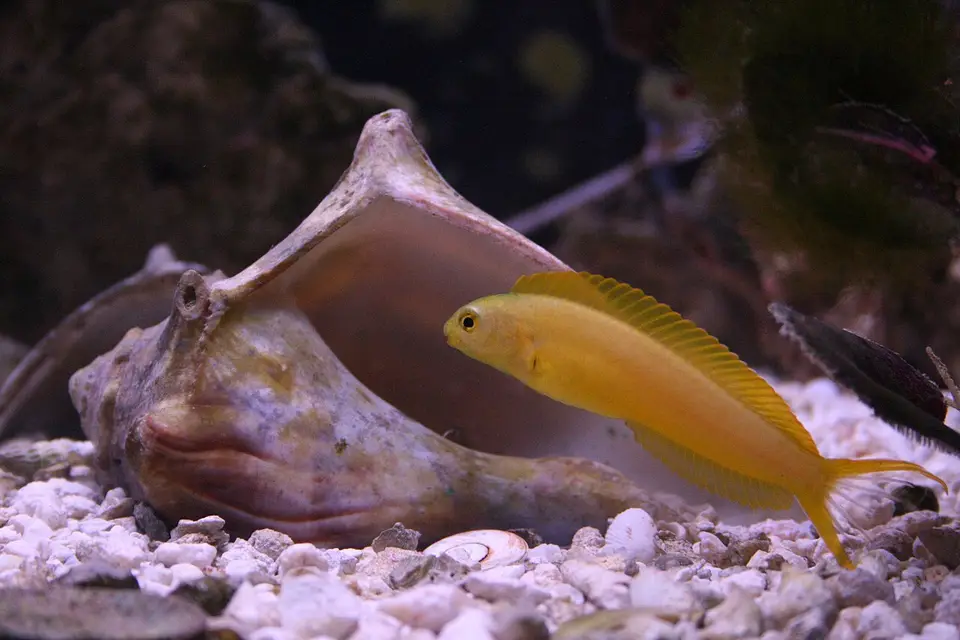 Blenio de Colmillos Dorado