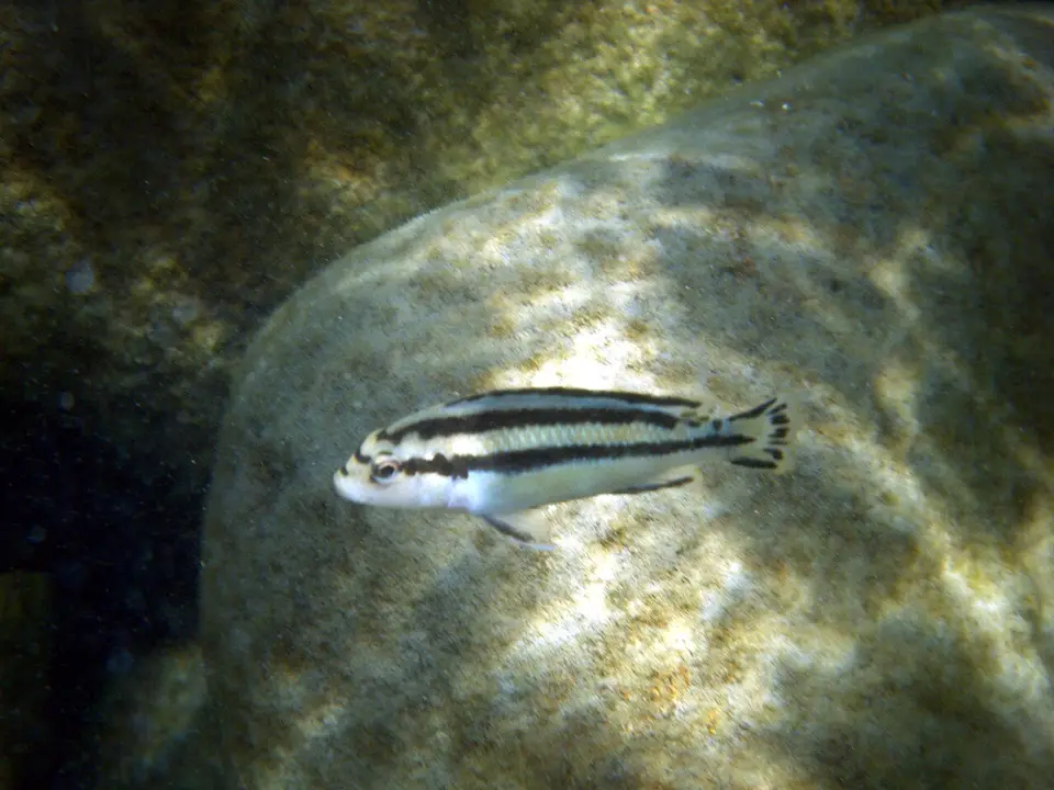 Melanochromis Parallelus