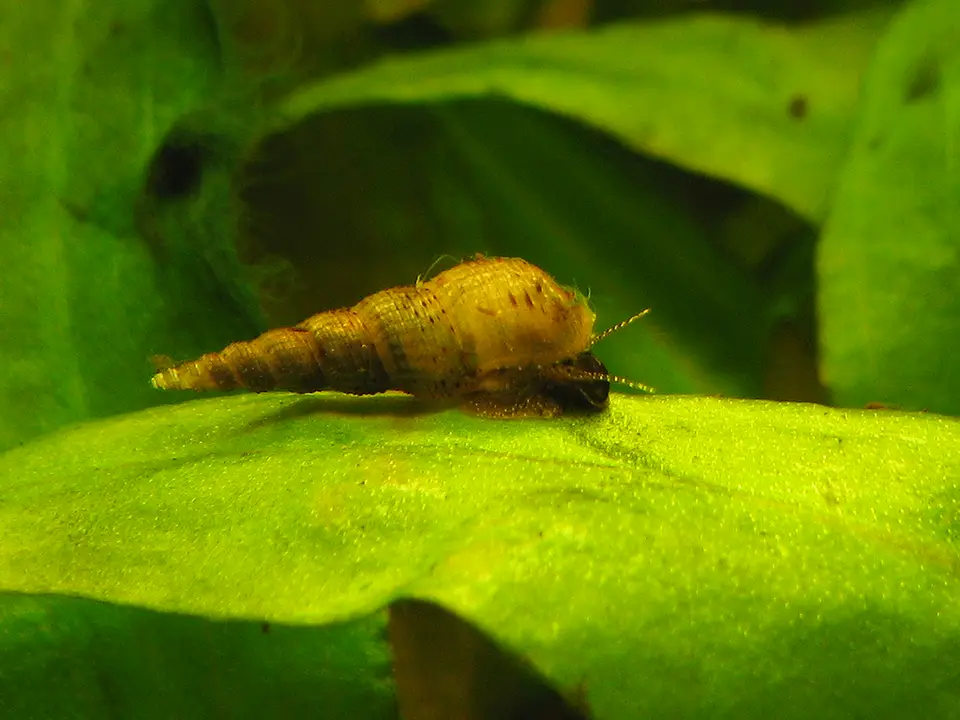 Caracol Malayo