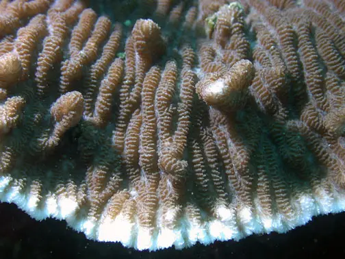 Merulina