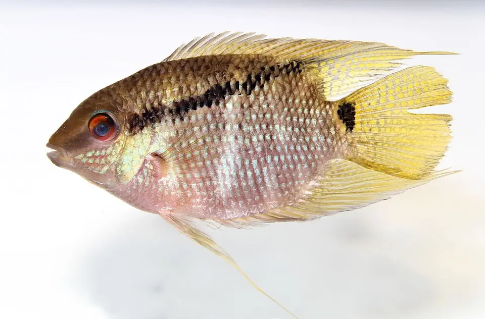 Mesonauta Insignis