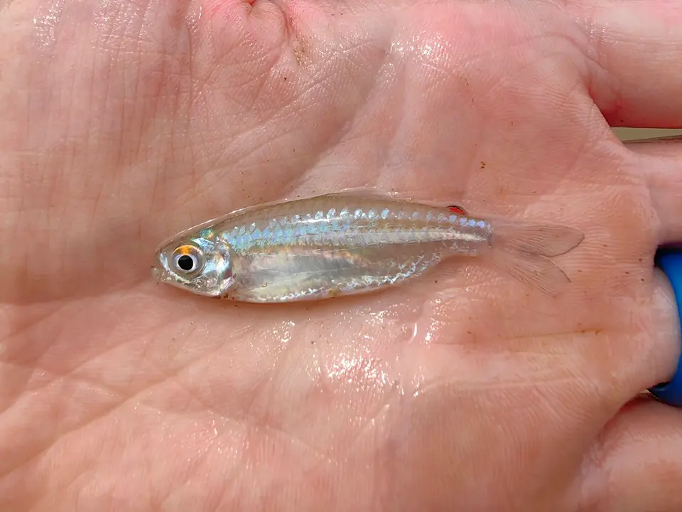 Storms' tetra