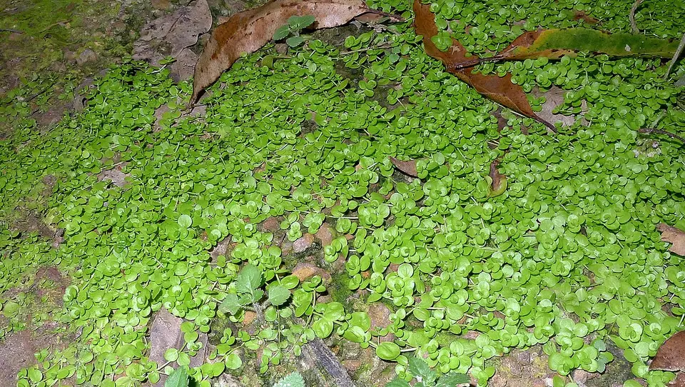 Micranthemum Umbrosum