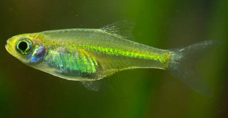 Rasbora Verde Neón