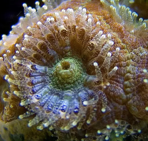 Acan lordhowensis