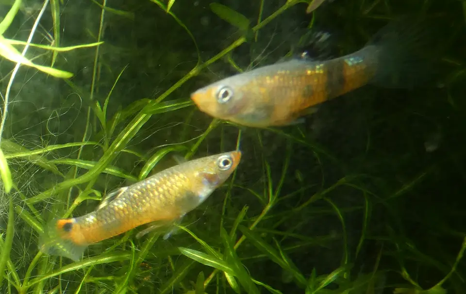 Guppy Pintado