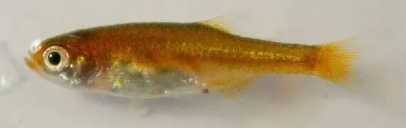 Rasbora Microrasbora Roja