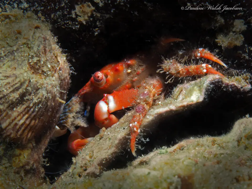 Cangrejo Mithrax Rojo