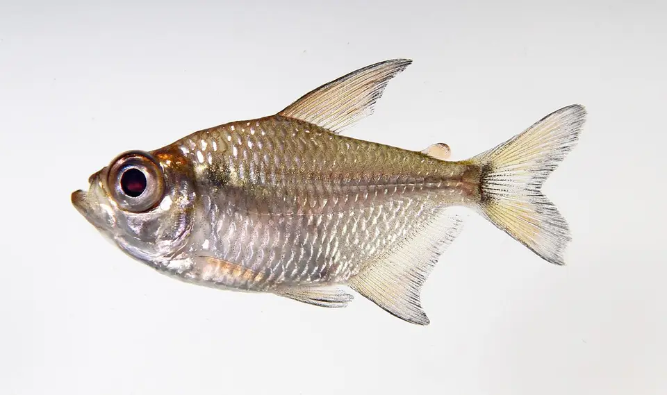 Tetra de Cristal