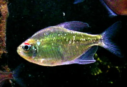 Tetra Diamante