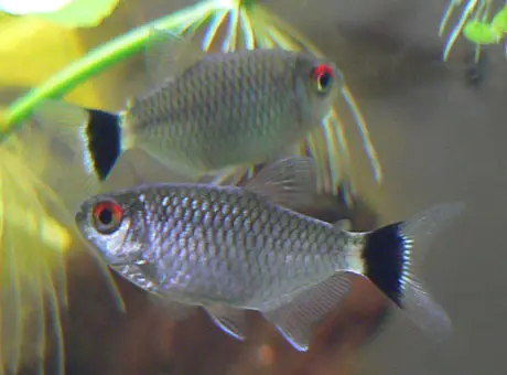 Tetra Ojos Rojos