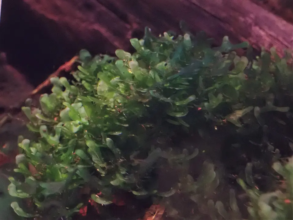 Hepática Pellia