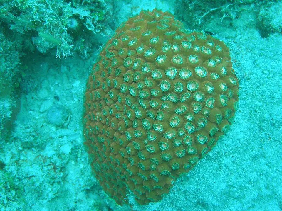 Coral Cavernoso