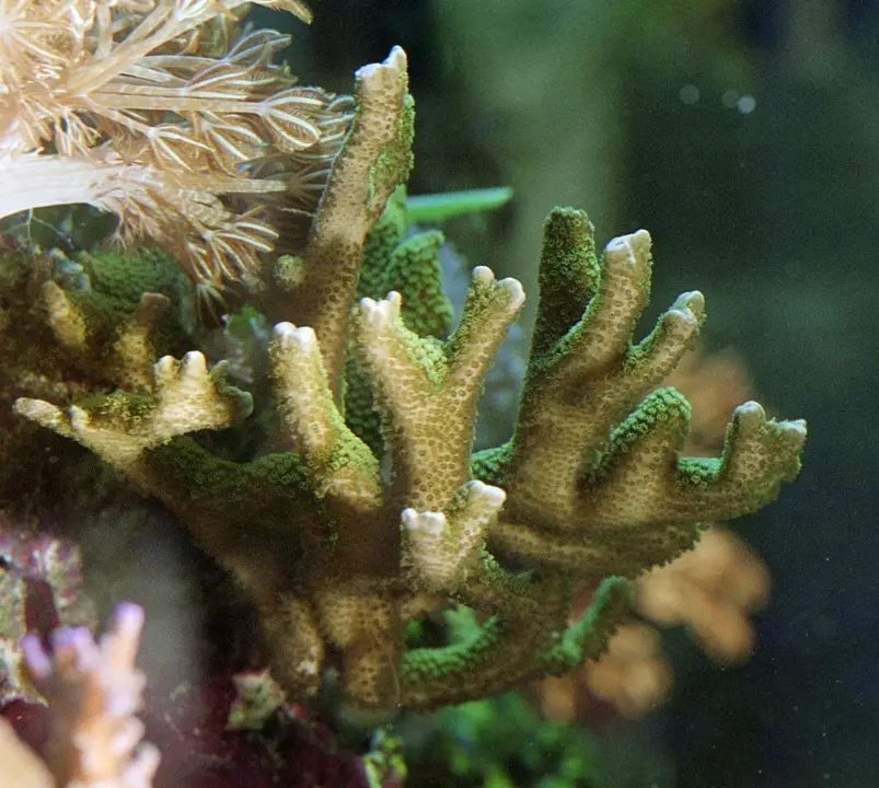 Montipora Digitata