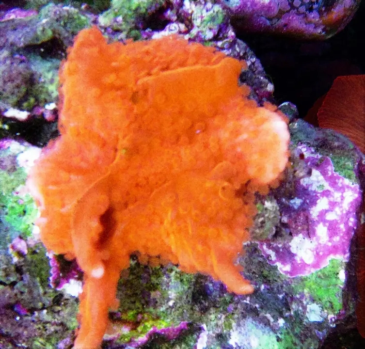 Montipora setosa