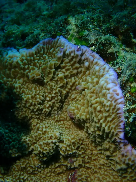 Montipora undata