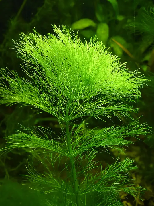 Myriophyllum Rojo