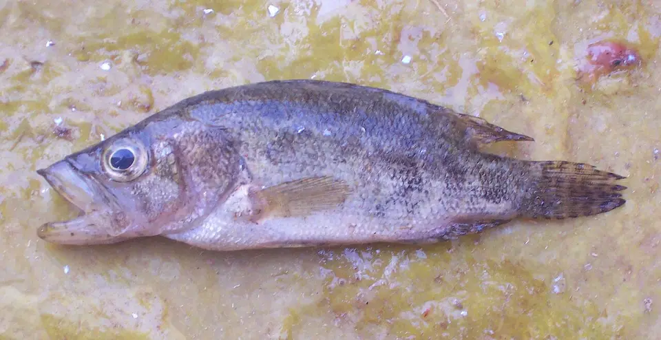Pez Hoja Asiático