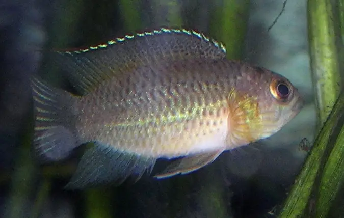 Nannacara Anomala