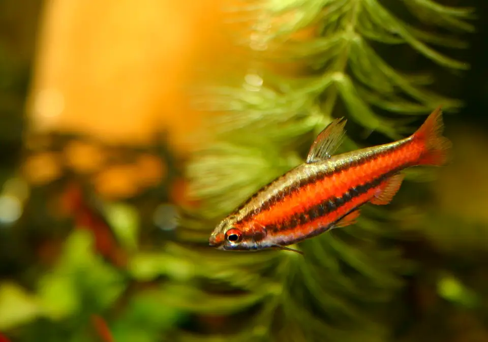 Pez Lápiz Coral