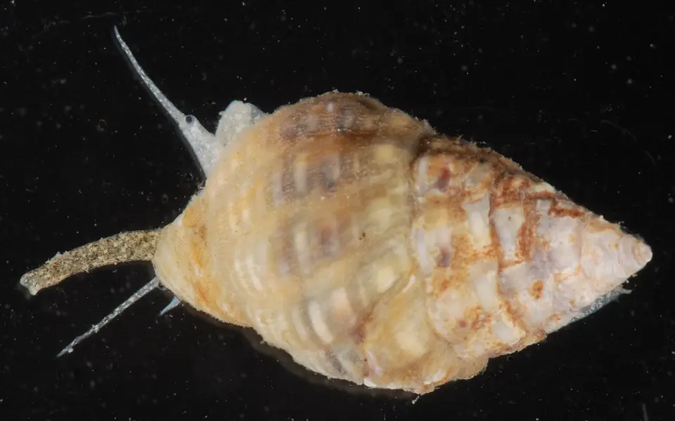 Ślimak Nassarius piaskowy