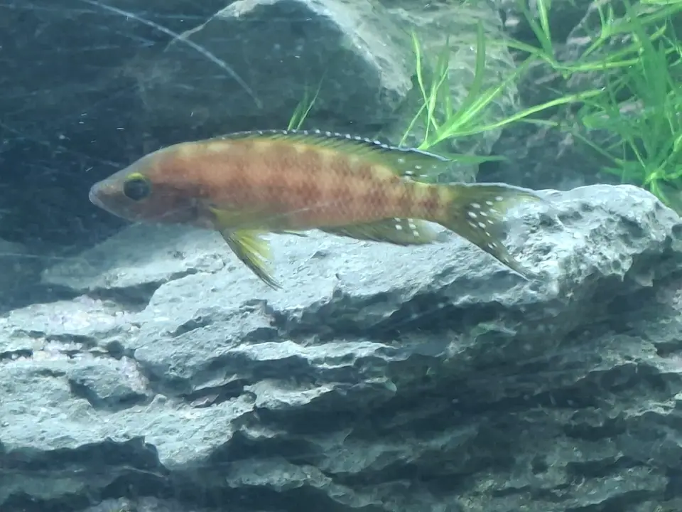 Neolamprologus buescheri