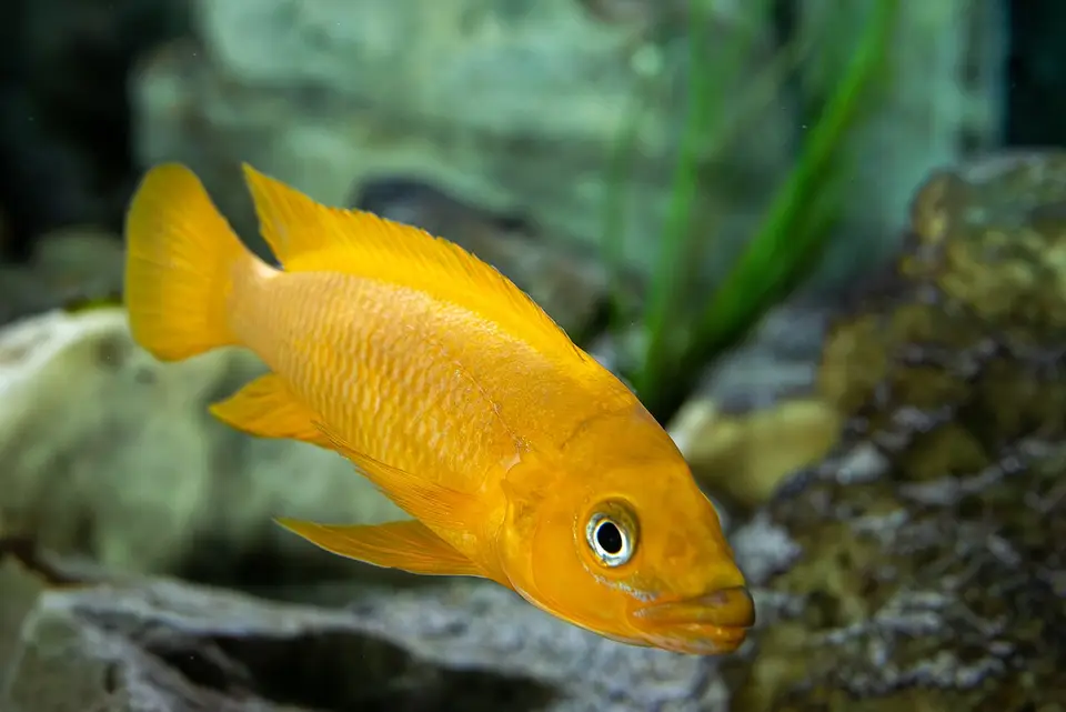 Lamprologus Leleupi