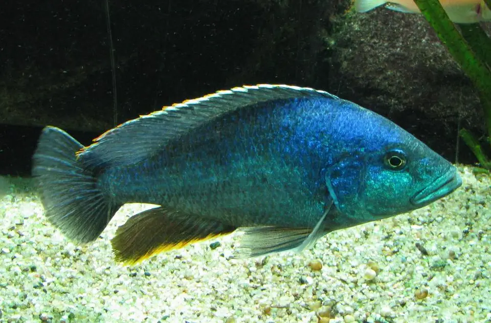 Nimbochromis Polystigma