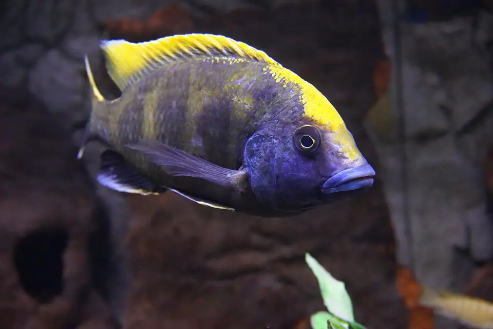 Venustus
