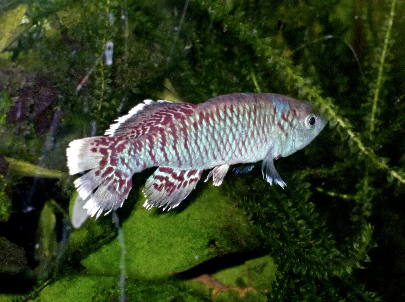 Nothobranchius Eggersi
