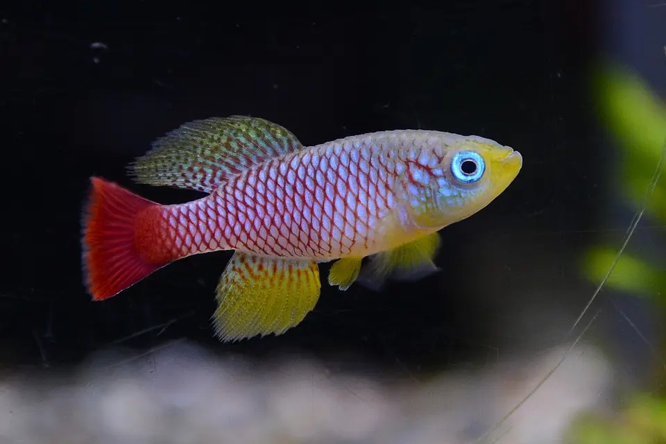 Nothobranchius Foerschi