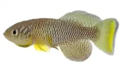 Nothobranchius Furzeri