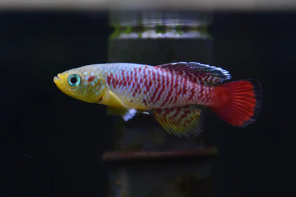 Nothobranchius Guentheri