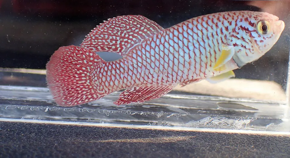 Nothobranchius Kadleci