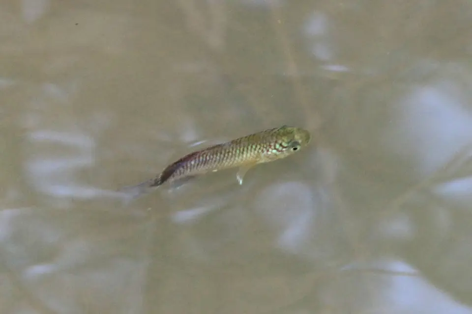 Nothobranchius melanospilus