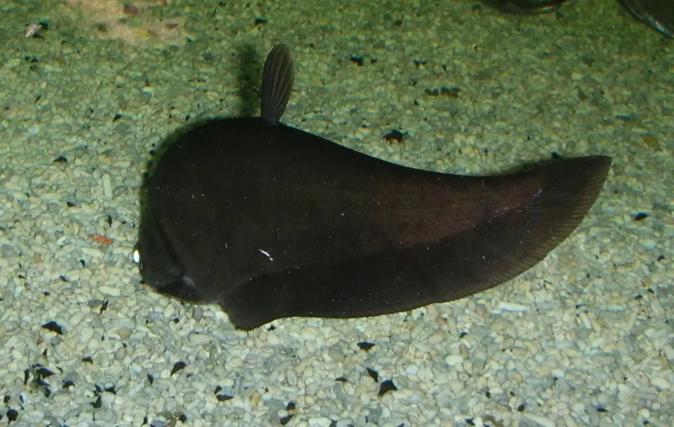 Pez Cuchillo Bronce
