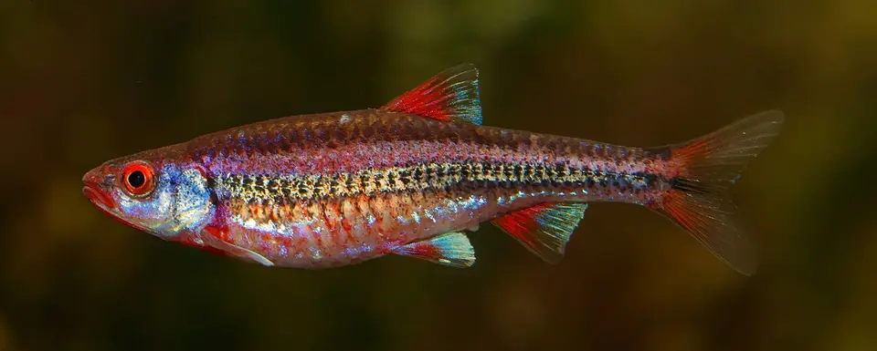 Carpita Arcoíris