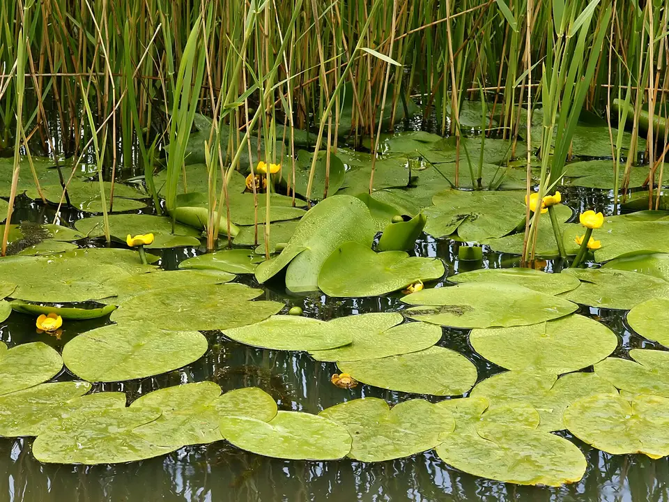 Nannufaro giallo