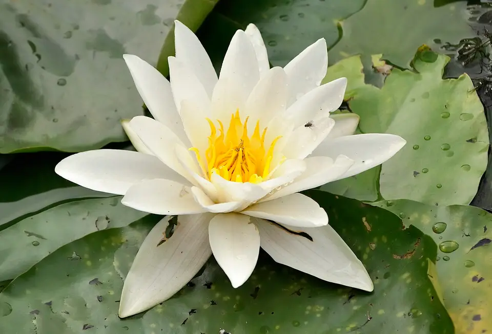 Nenúfar Blanco