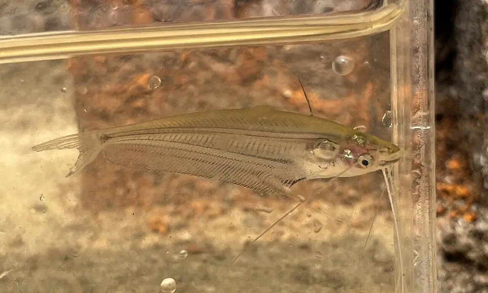 Pez Gato de Cristal Indio