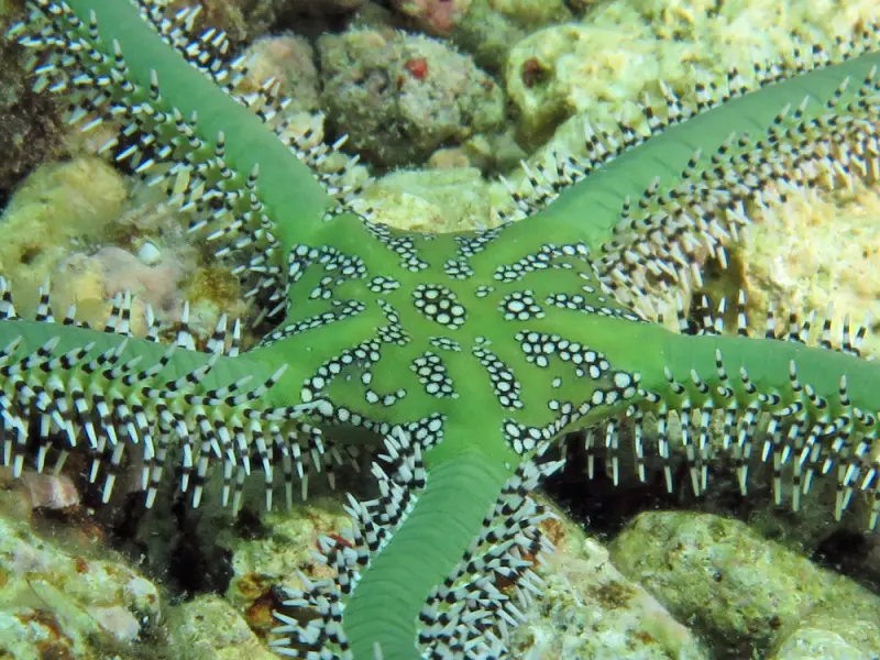 Estrella Quebradiza Verde