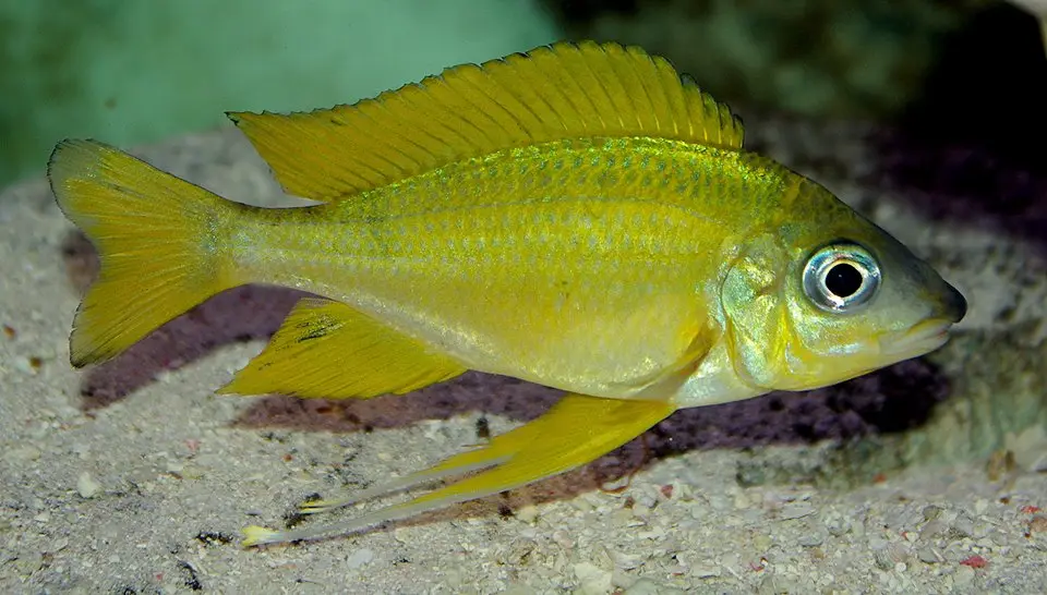 Ophthalmotilapia Nasuta