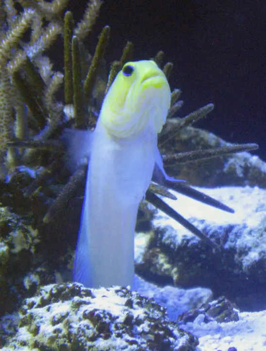 Pez Mandíbula de Cabeza Amarilla