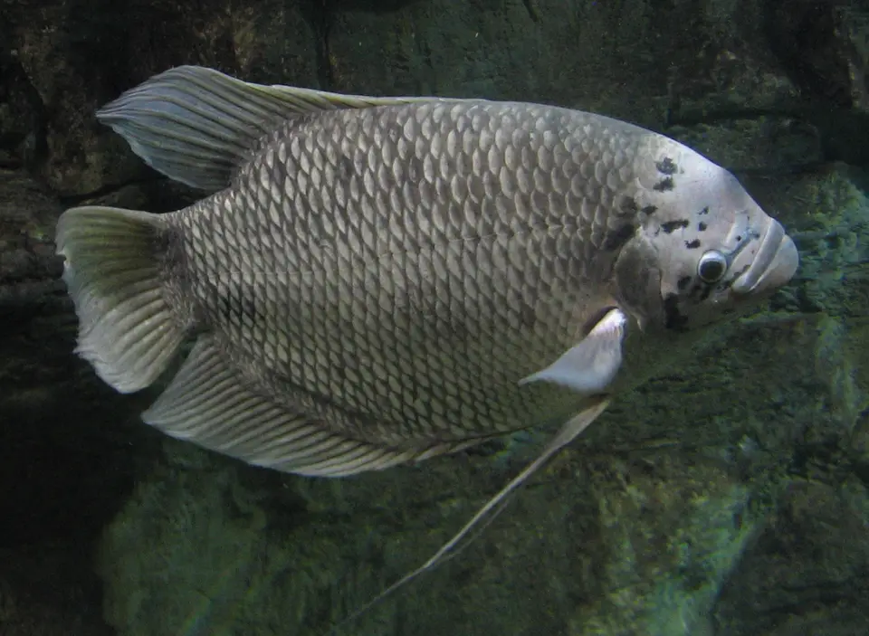 Gurami Gigante