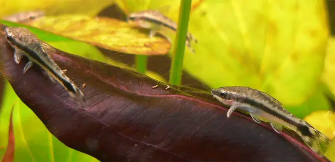 Otocinclus Vittatus
