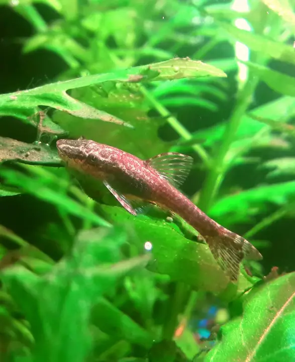 Otocinclus de Aleta Roja