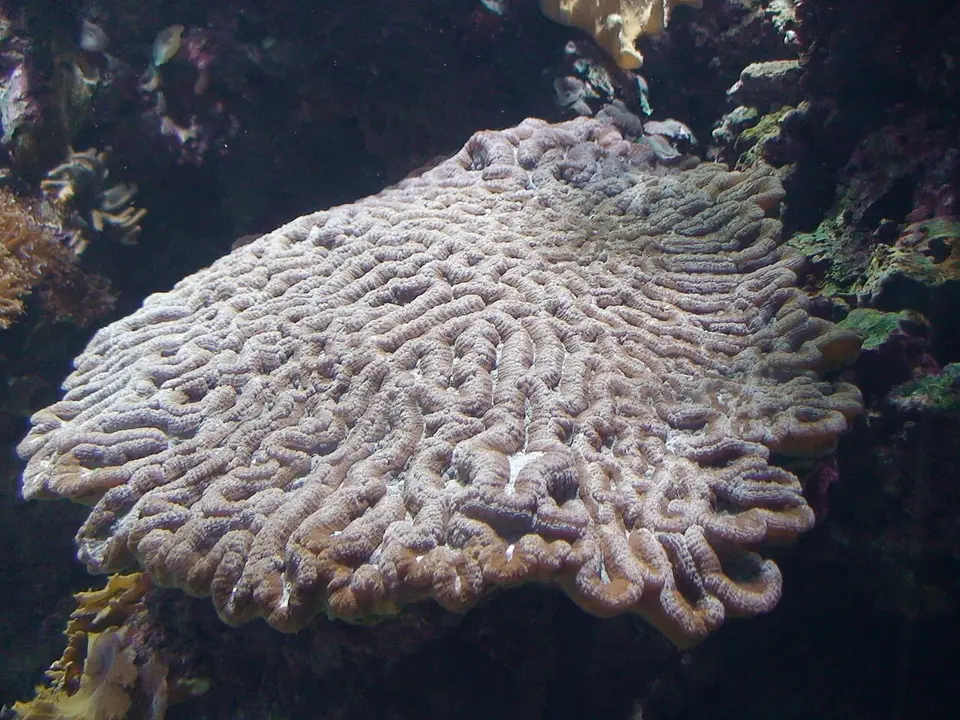 Coral Oulophyllia