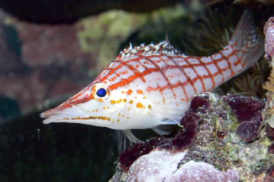 Pez Halcón de Hocico Largo