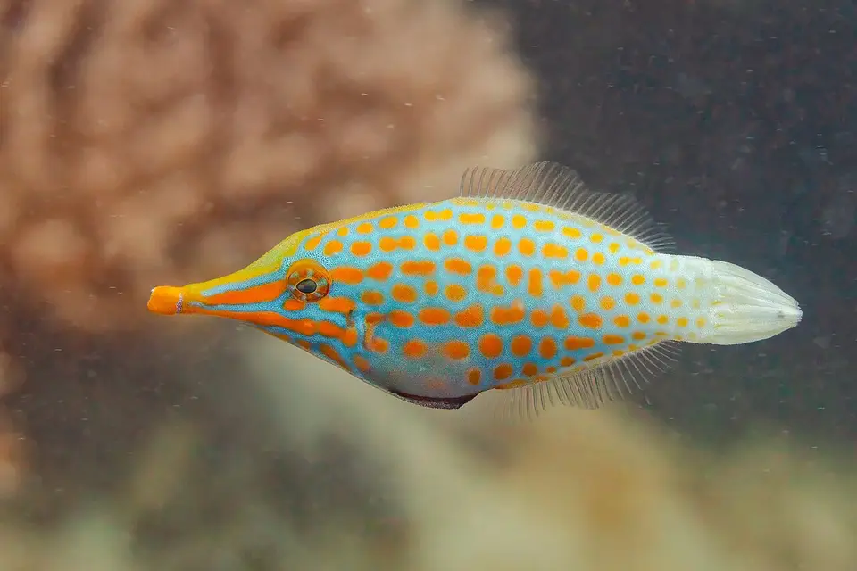 Pez Lima de Manchas Naranjas